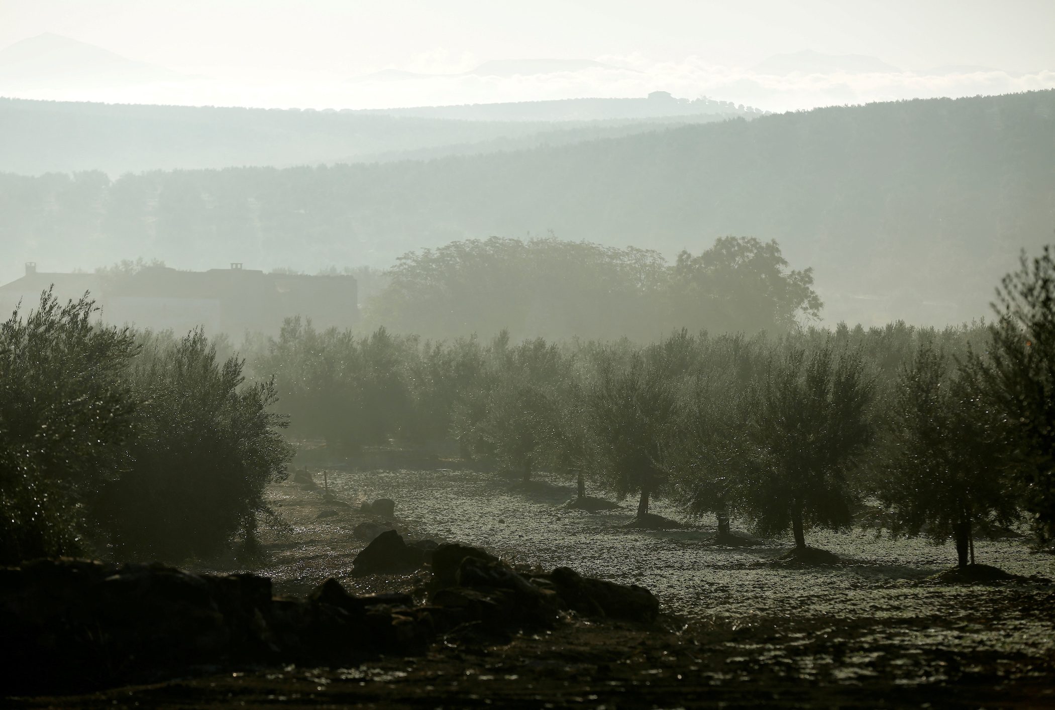 Spain’s drought devastates olive oil output, drives world prices up