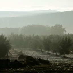 Spain’s drought devastates olive oil output, drives world prices up