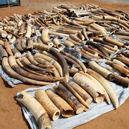 Vietnam seizes 7 tons ivory in largest wildlife smuggling case in years