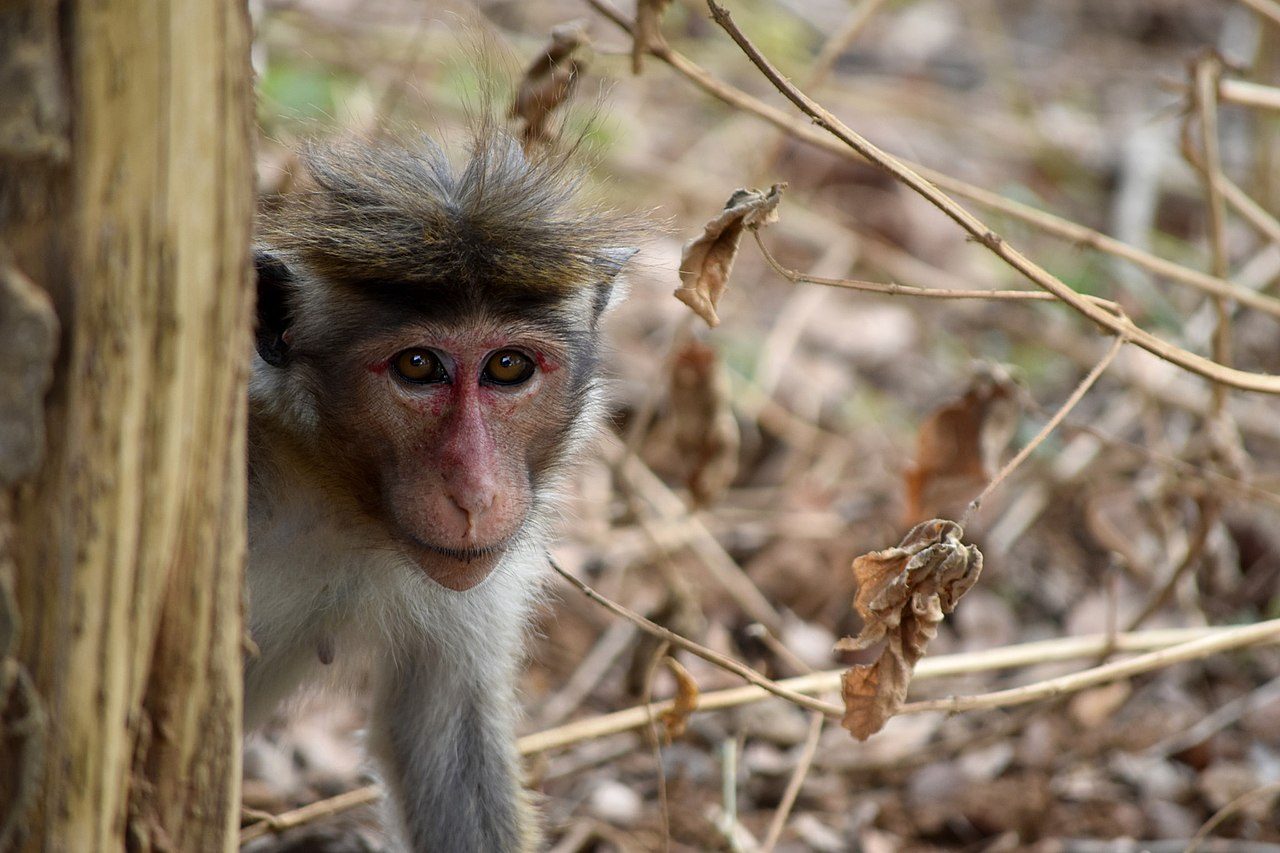 Sri Lankan activists protest proposal to export 100,000 monkeys to China