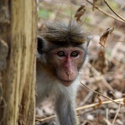 Sri Lankan activists protest proposal to export 100,000 monkeys to China