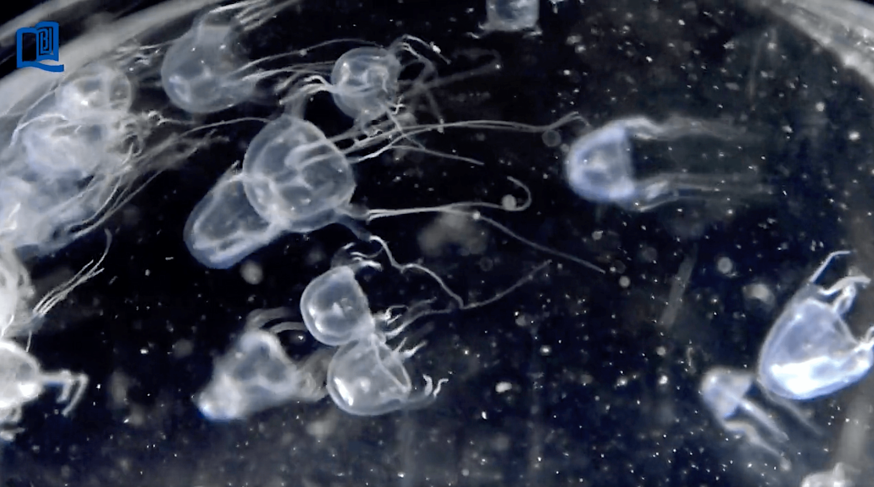 New box jellyfish species found in Hong Kong’s waters – study
