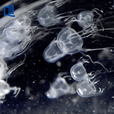 New box jellyfish species found in Hong Kong’s waters – study