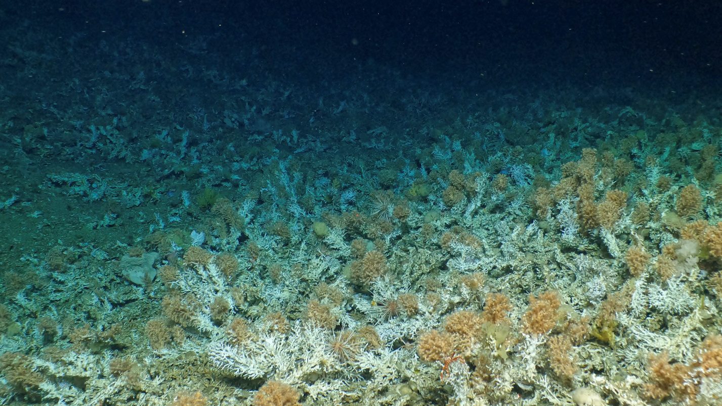 New coral reef discovered in Ecuador’s Galapagos Islands