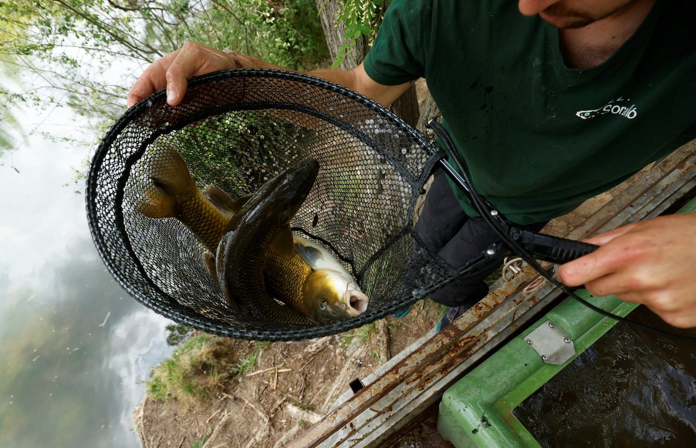 Fish rescued from dried-out river as drought, torrid heat hit Spain 