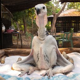 Thai zoo breeds endangered vultures hoping to see them soar again