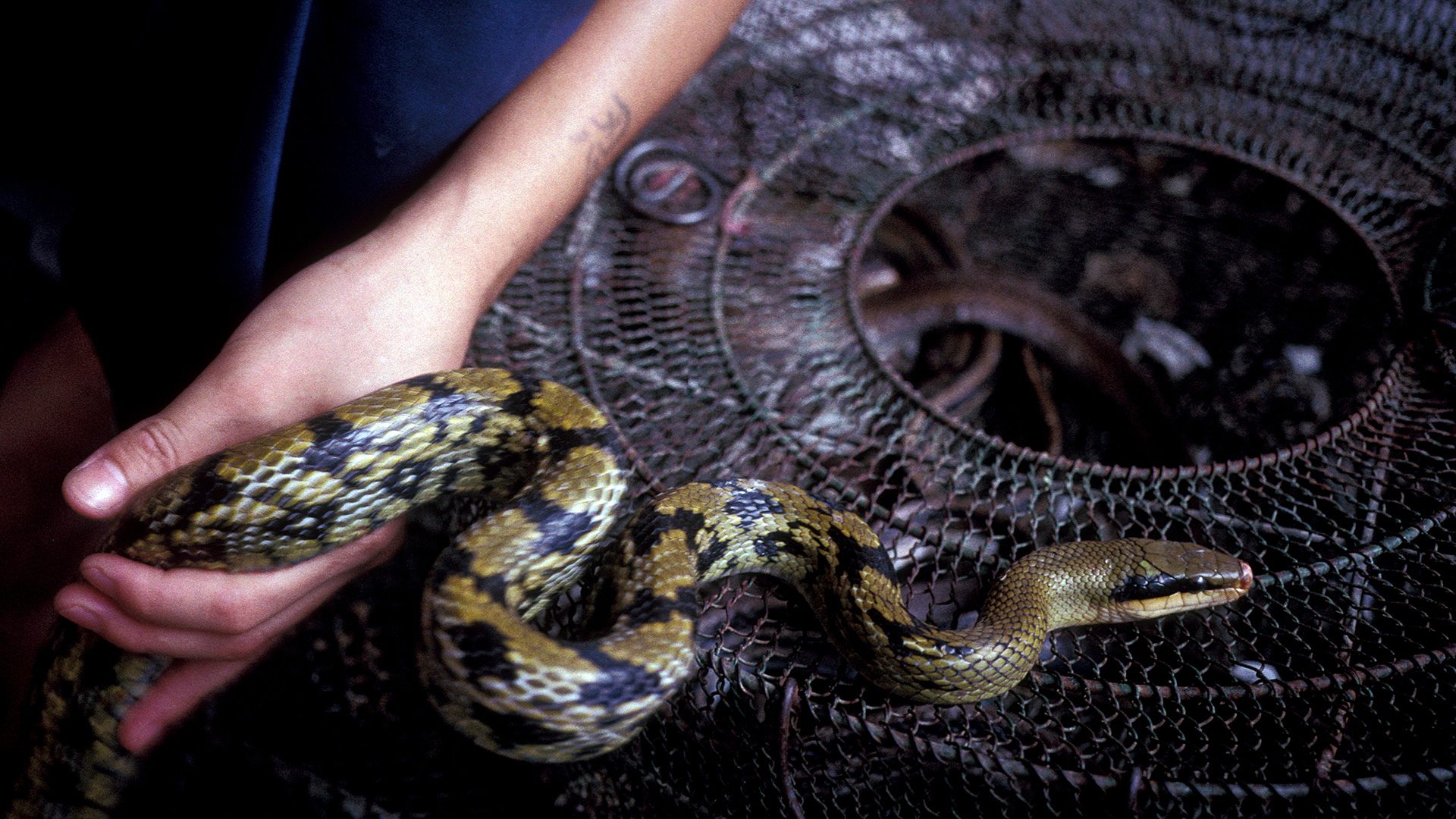 China out of UN's wildlife survey for pandemic controls – source