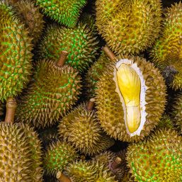 Davao Region exports first batch of durian to China