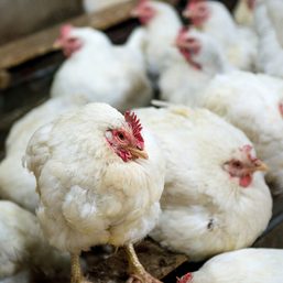 China records world’s first human death from H3N8 bird flu – WHO