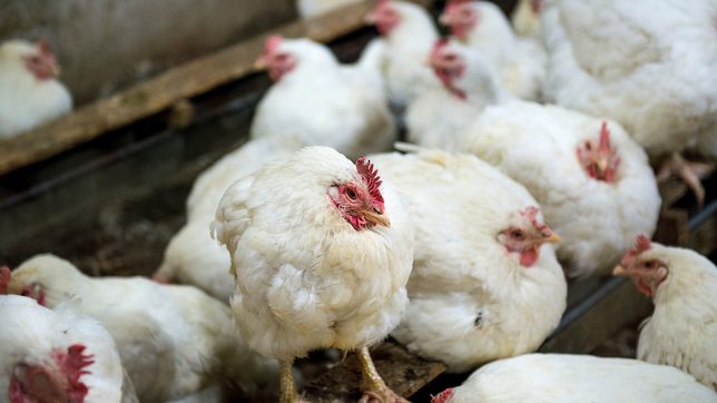 Scientists isolate human gene able to fend off most bird flu viruses