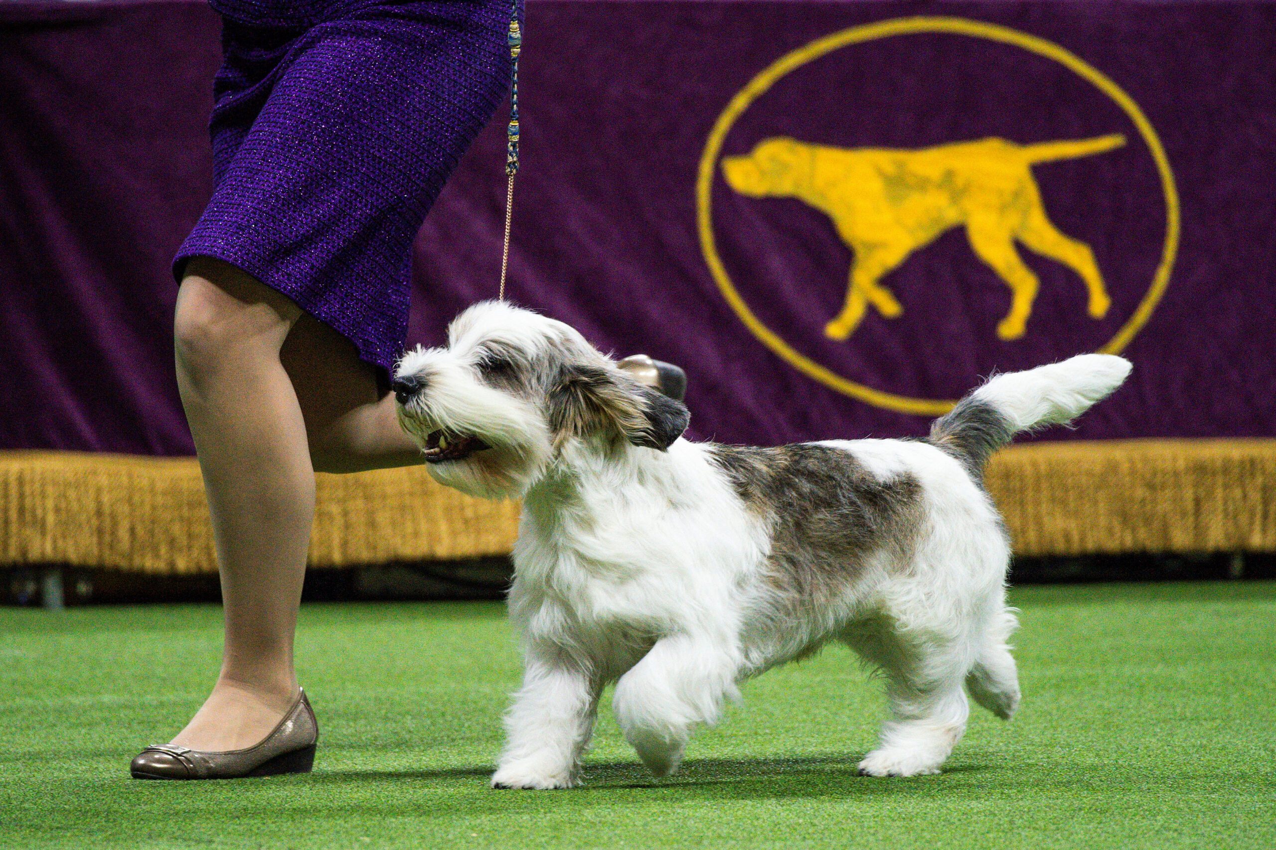 Dog named Buddy Holly is first of its breed to win Westminster Dog Show
