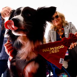 Messi the border collie fetches Cannes Palm Dog award in fiercest contest yet