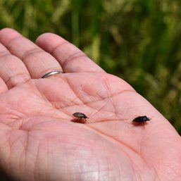 Black bugs threaten Iloilo rice fields as El Niño looms