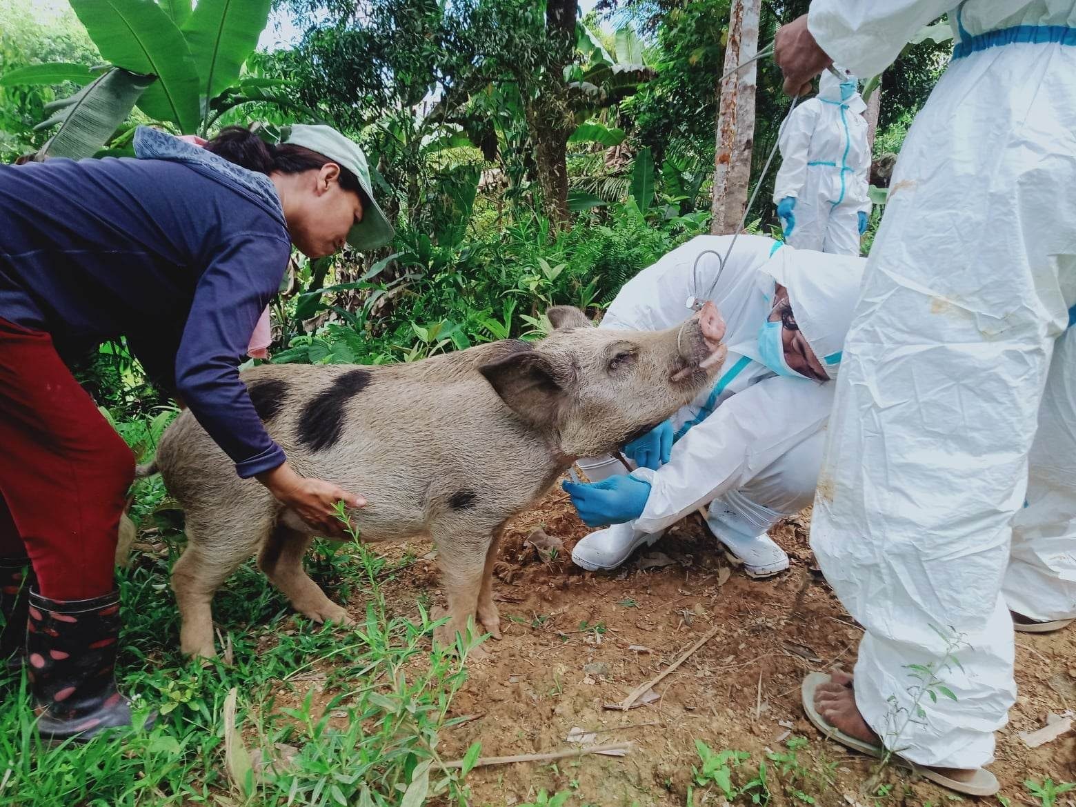 Aklan declares state of calamity over African swine fever outbreak