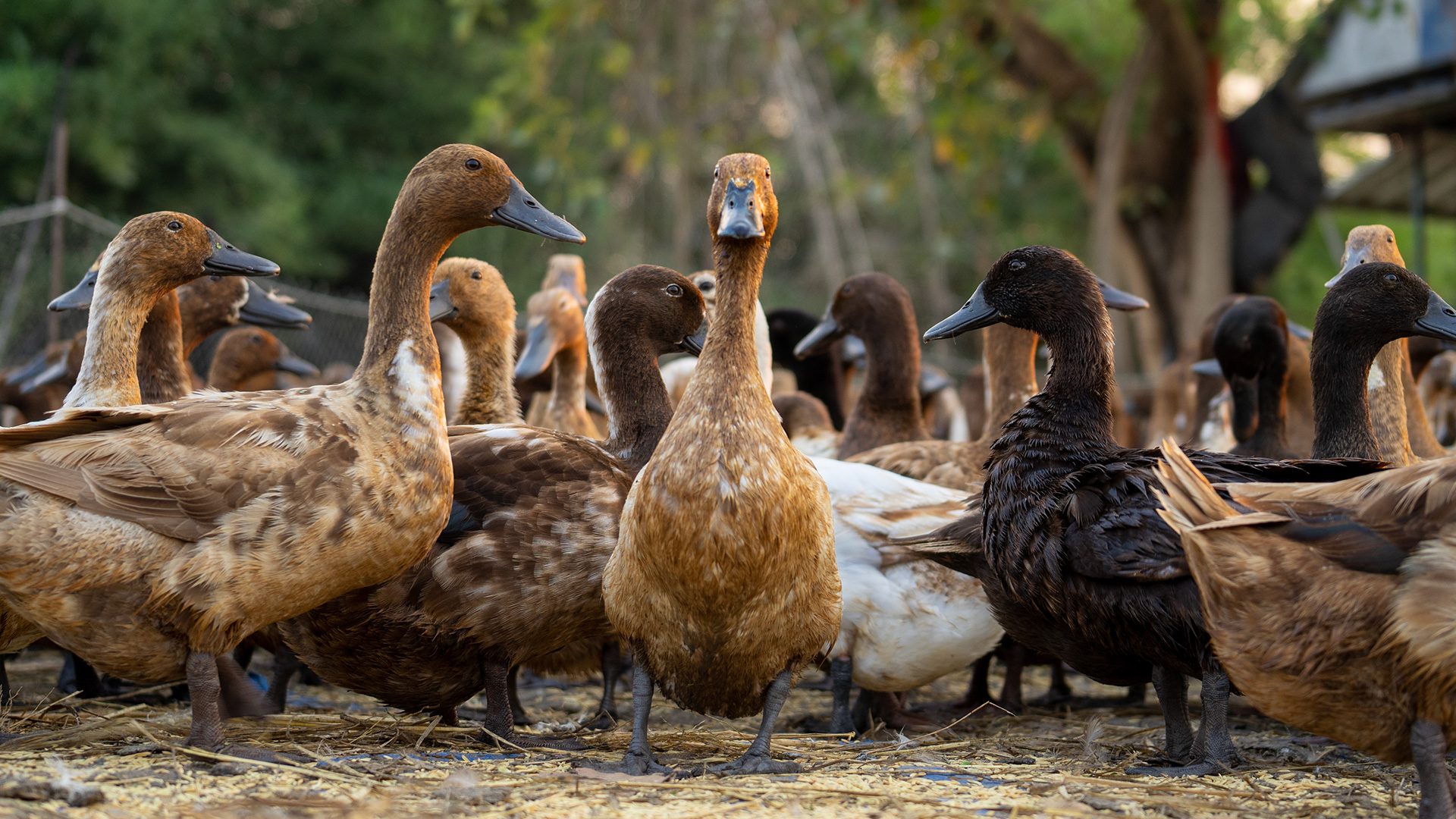 South Cotabato imposes duck transport ban to prevent bird flu spread