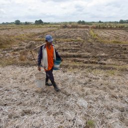 Aklan’s rice production plummets as dry weather turns fields to dust
