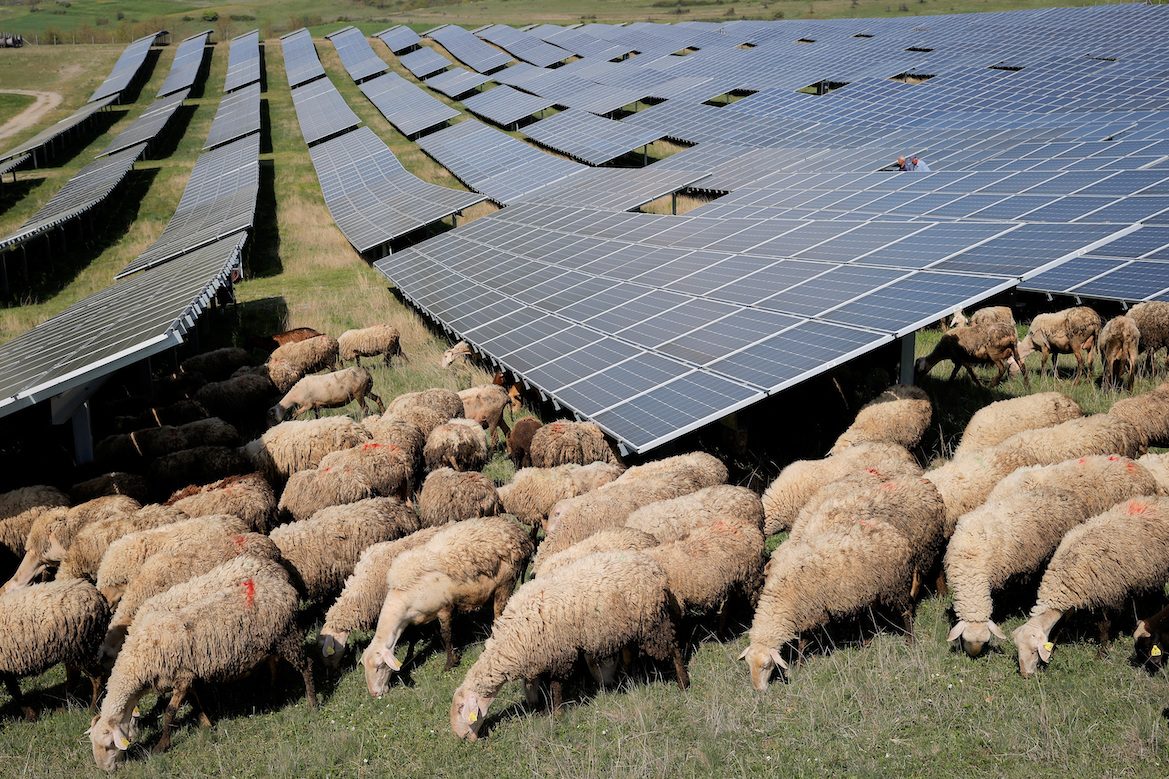 Kosovo solar farm goes even greener, using sheep to mow the grass