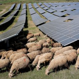 Kosovo solar farm goes even greener, using sheep to mow the grass