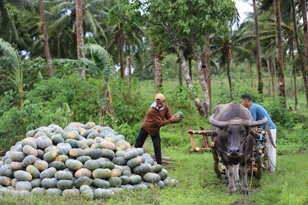 Farmers near Mayon Volcano rush to harvest crops