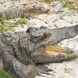 Scientists find crocodile ‘virgin birth’ at Costa Rica zoo