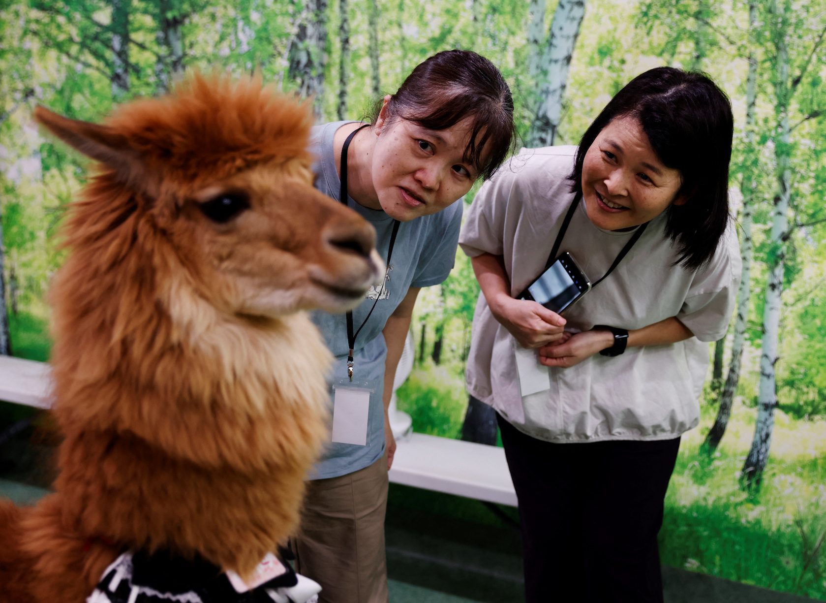 Tokyo residents find comfort in fluffy, street-strolling alpacas