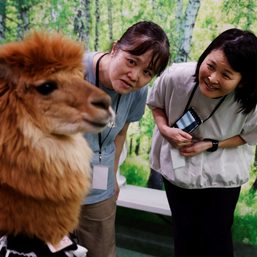 Tokyo residents find comfort in fluffy, street-strolling alpacas