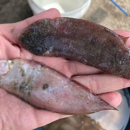 Flounders surface due to dredging in Manila Bay