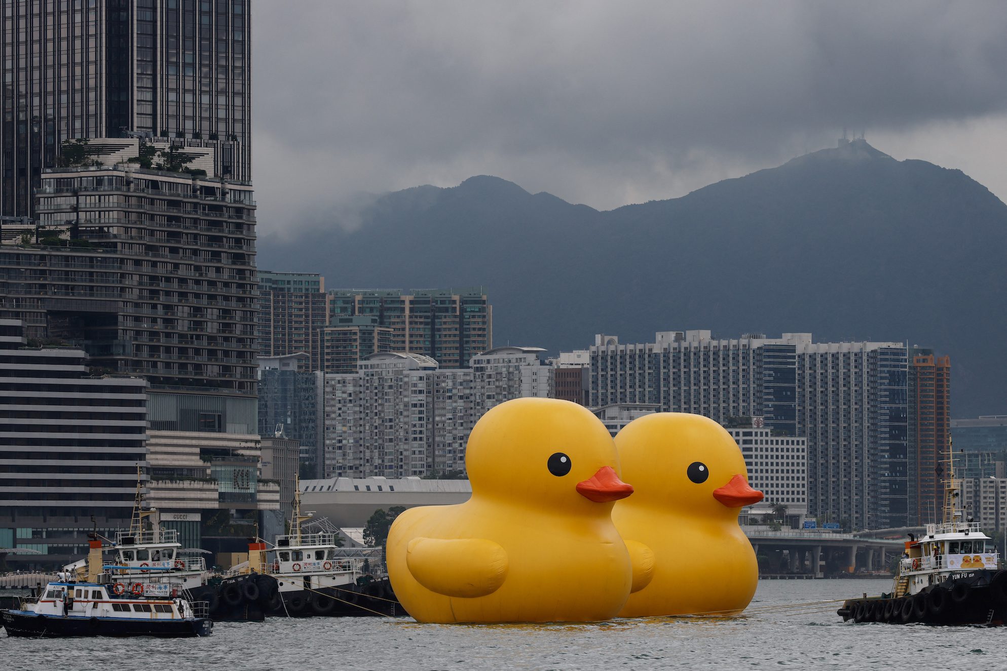 Twee gigantische badeendjes maken hun debuut in Hong Kong in een poging om dubbel geluk te bereiken