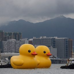 2 giant rubber ducks debut in Hong Kong in bid to drive ‘double happiness’