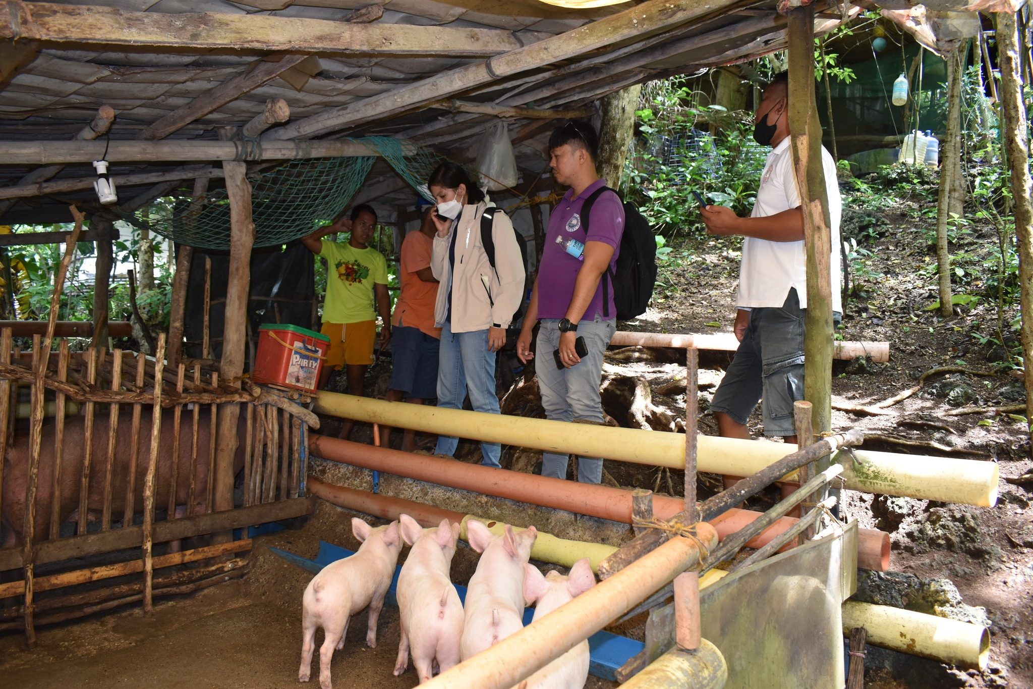 Aklan aids hog raisers shift to poultry as African Swine Fever cases spread