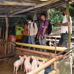 Aklan aids hog raisers shift to poultry as African Swine Fever cases spread