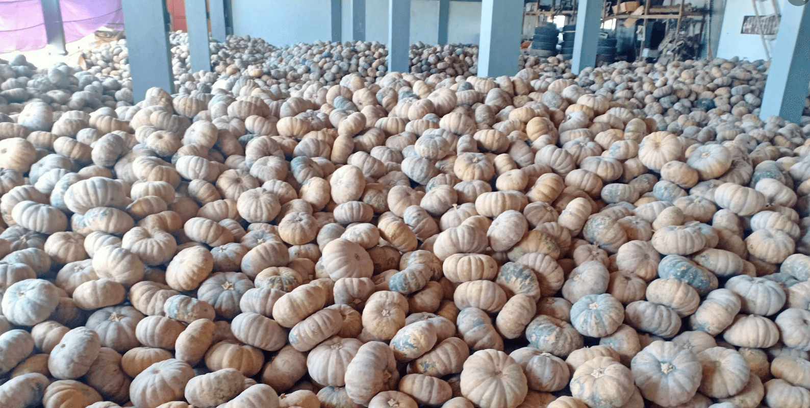 Kalabasa ng pagasa! Buy 20 kilos of pumpkins for P299 from Nueva Ecija farmers