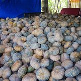After onions, pumpkins overflow in Nueva Ecija