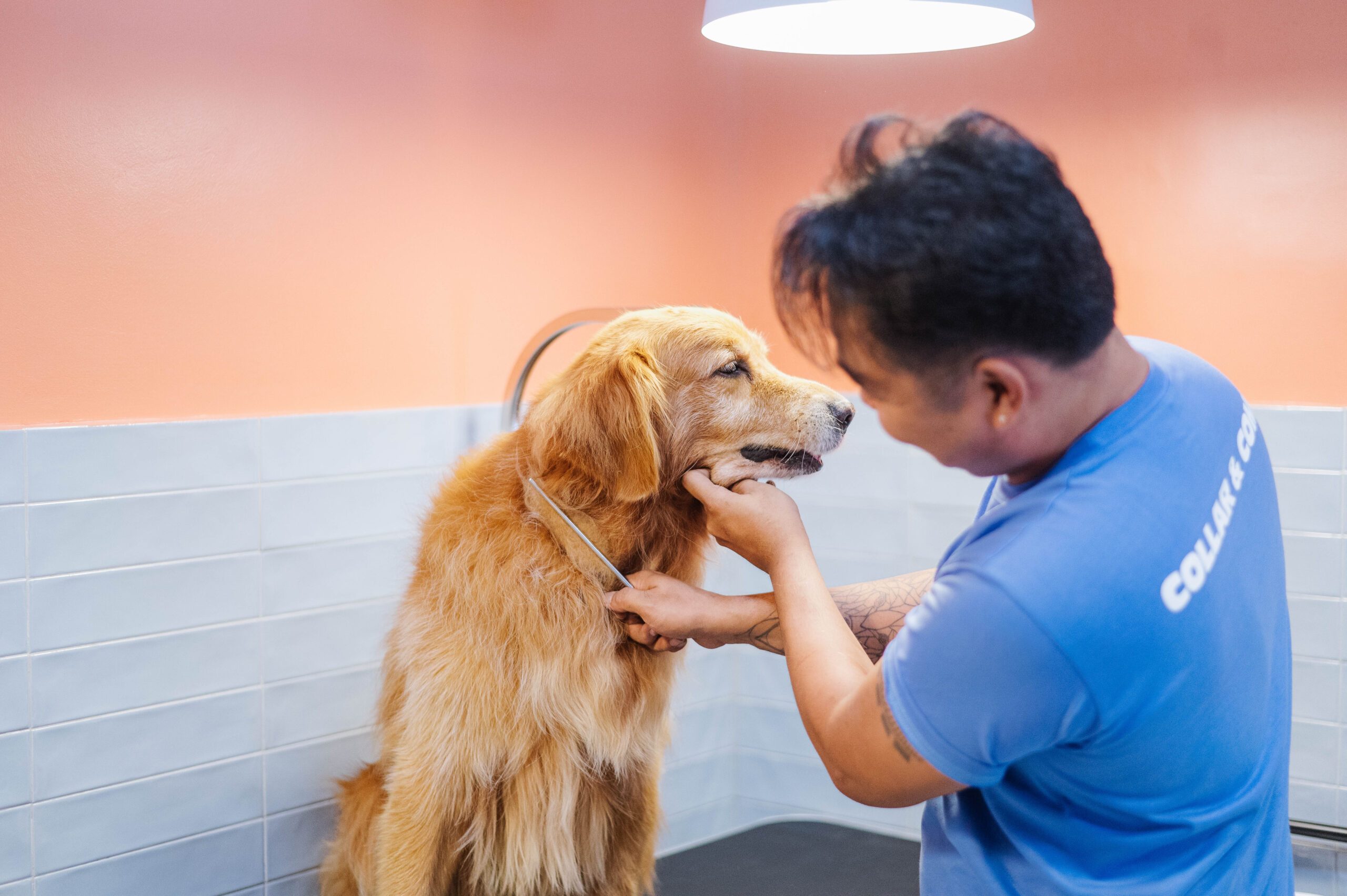 What you need to know about dog grooming – at home, and by the pros