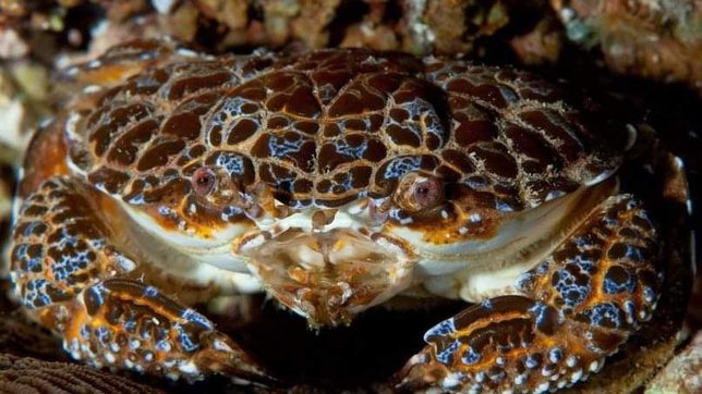 BFAR warns against poisonous crab species found in Bicol  