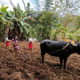 Teacher’s initiative transforms dumpsite into IP village, farm in Nueva Vizcaya