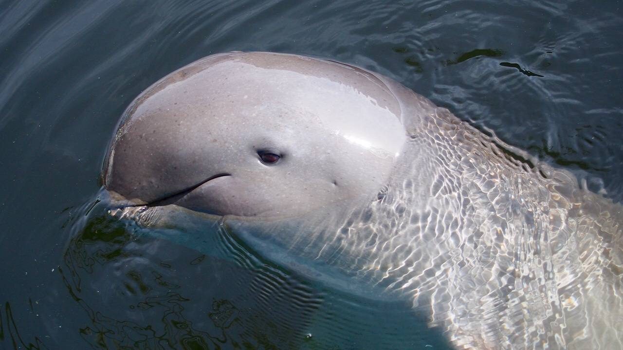 Elusive Irrawaddy dolphins in Bicol fast disappearing
