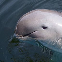 Elusive Irrawaddy dolphins in Bicol fast disappearing