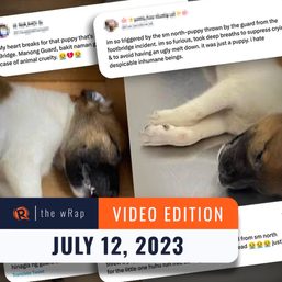 Social media users outraged over puppy-throwing incident | The wRap