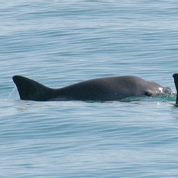 Extinction alert issued for Mexico’s threatened vaquita porpoise