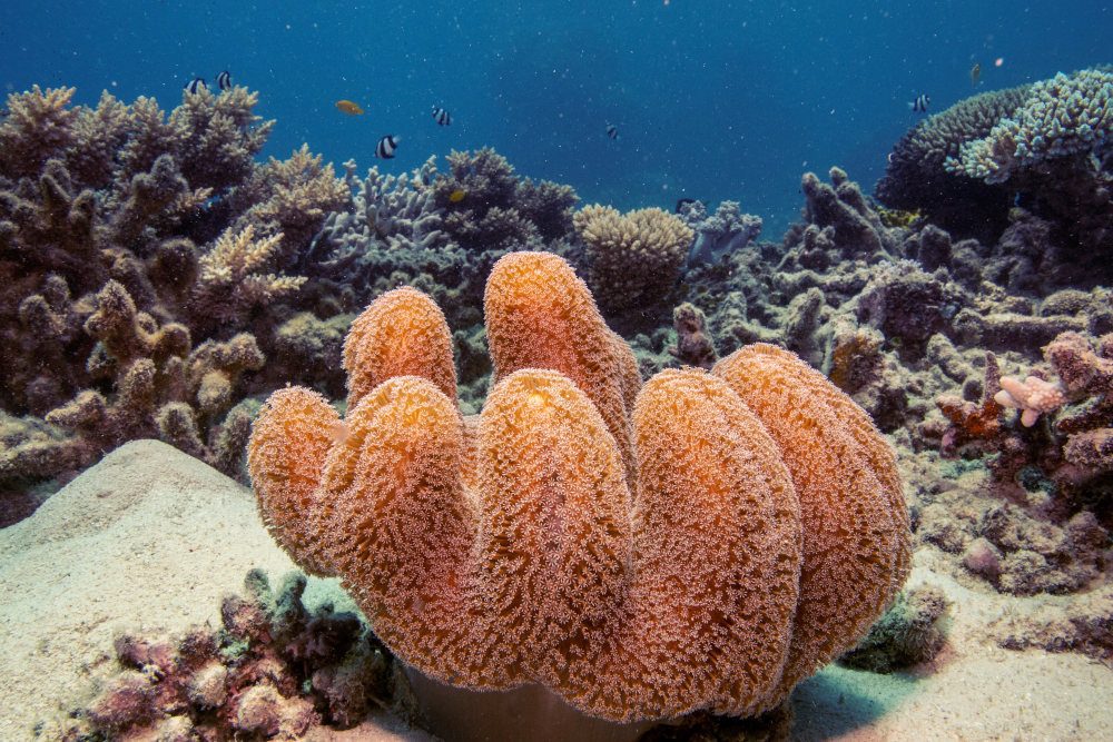 Great Barrier Reef Australia dari daftar bahaya UNESCO, masih dalam ‘ancaman serius’