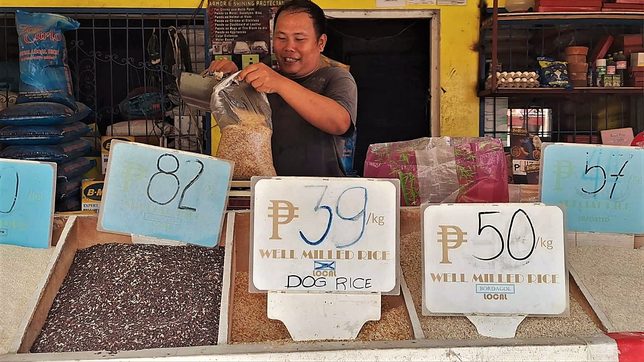 Expect lower rice prices in Soccsksargen with onset of harvest season – DA official