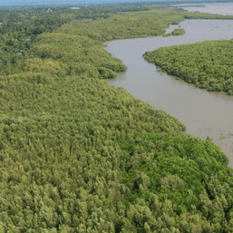 Satellite images show little progress in NGP’s mangrove rehab efforts