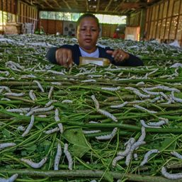 Silkworm farming takes root in Cagayan de Oro, creates jobs for women