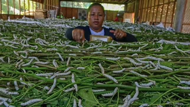 Silkworm farming takes root in Cagayan de Oro, creates jobs for women