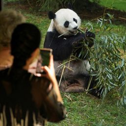 US National Zoo bids farewell to pandas as government shutdown looms