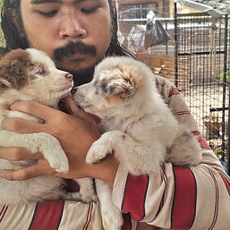 Koronadal eyes microchip implants for dogs to combat rabies
