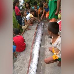 Giant oarfish beaching leaves Misamis Oriental villagers in awe, sparks conservation concerns