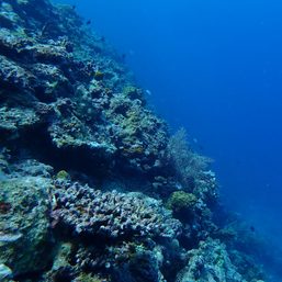 WATCH: 2021 footage shows now-damaged Rozul Reef’s former splendor