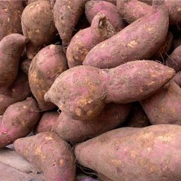 Yam-my! Get 3 kilos of kamote for P320 from Guimaras farmers